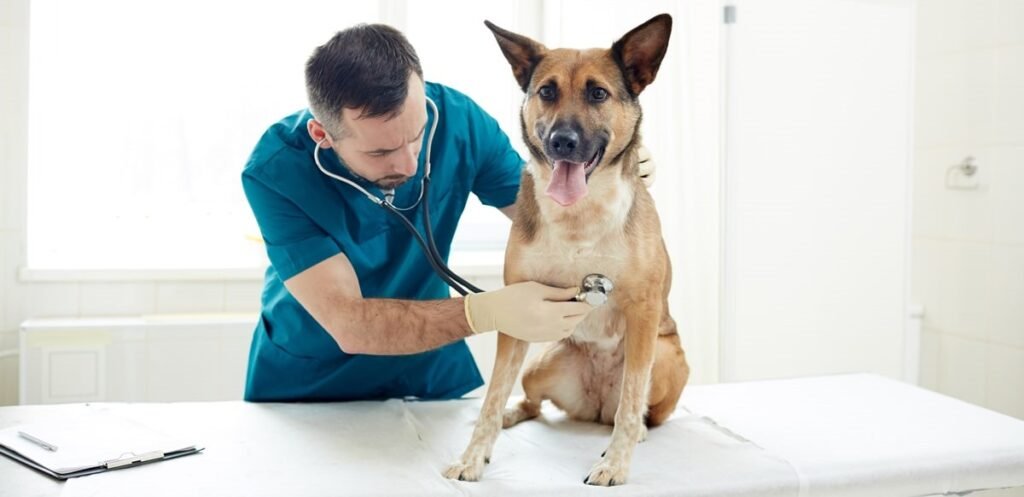 veterinarios en cdmx